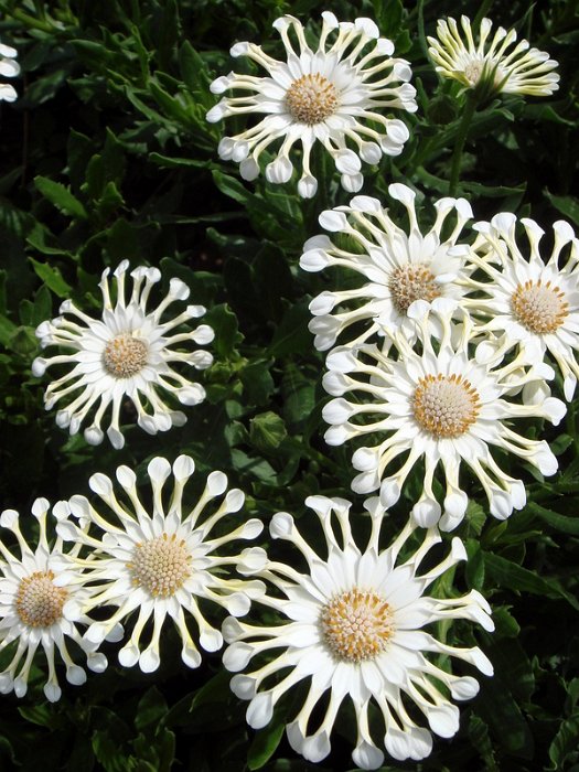 Osteospermum x 'Nasinga'